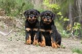 ROTTWEILER 224